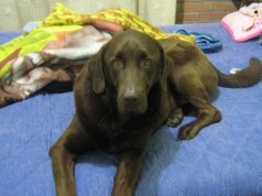 Fotos de perros